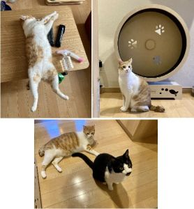 麦太郎（にかほ市）ムーちゃんがうちに来て今日で2年留守番が多く寂しい思いをさせてしまってるけど後輩猫くんの面倒もよく見てくれて感謝ですこれからも家族仲良く楽しく過ごそうねうちの家族になってくれてありがとう！