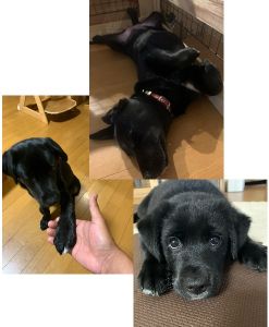 クロエ（秋田市）とてもお転婆さんで愛想がいい子です。知らない人でもワンちゃんでもしっぽフリフリで近づいて行きます。友達の家のワンちゃんに強引過ぎて引かれてます。息子4人も可愛いがってます。待て、おすわり、お手は覚えました。ゆっくり楽しく過ごしています。