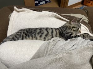 ムギ（秋田市） 我が家に来てから2ヶ月経って、毎日元気にイタズラ三昧静かなのは寝てる時だけでもその寝顔に日々癒されてます～