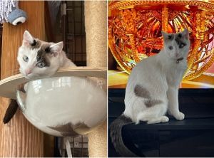 ラテ（横手市）讓渡から早いもので1年になります病気、怪我もなく、すくすくぶくぶく5kg超え💦私と一緒にダイエットしなきゃ😹人慣れでインターホンなると人より先に玄関先に行ってます😹いつも家族の中心になってます🐱