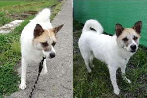 ちこ（美郷町）我が家の家族になって一年が過ぎました。体重は15kgになりましたが、パワフルなところが随分穏やかに、優しくなりました。毎日楽しく過ごしています!