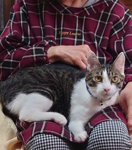キューちゃん（北秋田市）高齢の母親を元気づけてくれた救世主のようなキューちゃん。毎日元気よく廊下を走りまわり、疲れると母親のひざの上でくつろいでいます。人なつこくてお客様にもスリスリしてくるのでみんなに可愛がられています。