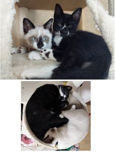 シャム・ちょび（羽後町）家族みんなにとても懐いていて常にゴロゴロスリスリしてくる兄弟です今では家に慣れ毎日が運動会何でも二人がいい子たちなので悪さも二倍これからも元気にすくすく育ちながらたくさんの猫愛をちょうだいねっ！シャムちょびちゃん