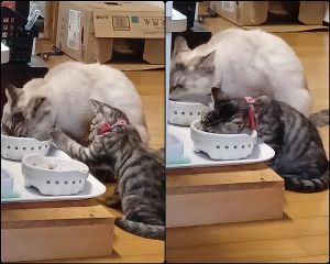 sara(にかほ市）家に来てから一週間 先住猫ちゃんとも慣れてきて一緒にご飯食べてます。とても元気です…
