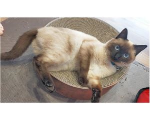 椋（大仙市）特に病気もなく元気に過ごしています。