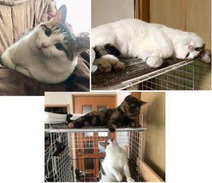 つむ(秋田市）つむを迎えてから直ぐに獣医さんからみても治療方法が見つからない異常があり、通院検査が続く不安な頃もありましたが、今では健康面で不安もなく、食欲旺盛で先住こちゃよりも大きく育ちました。（ややメタボ・笑）これからも末永く健康で、元気よく一緒に暮らしてほしいと思います。