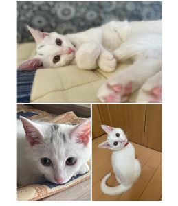 ゆき(湯沢市）ゆきちゃんが我が家にきて2ヶ月が経ちました。毎日みんなににゃーと挨拶し、誰かにくっついて寝る甘えん坊さんに育ちました。いろんな表情を見せてくれるゆきちゃんに家族みんな癒されています。ご飯ももりもり食べすくすく育っています。これからも大切に育てていきます。素敵なご縁をありがとうございました。