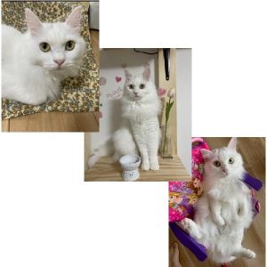 キラリ（秋田市）キラリが家の子になってからもうすぐ1年になります。４月に無事１歳を迎えることが出来ました♪今では家族にキーちゃん、ピーちゃんと呼ばれとっても可愛がられています！