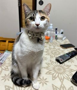 のあ（男鹿市）のあちゃんをお迎えして1年が経ちました。12月に避妊手術もして、元気にすくすく育ってます。