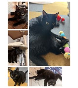 キラ（秋田市）キラをお迎えして1年になりました。毎日元気にいっぱい食べて遊んでみるみる育ってくれています。人が大好きでお客さんにもゴロゴロすりよって構ってほしいとねだります。ずっしり重たくなりましたが、性格は子猫の頃のままです。先住猫にも子猫のころの勢いで構って欲しいと飛びかかり引かれていますが…2匹の関係はケンカで怪我しなければいいかと長い目で見守っていく所存です。やんちゃな一面もありつつ、名前を呼べばかならず寄ってきて撫でてほしいとゴロゴロしてくれる賢く寂しがりやなキラです。幸せに元気に過ごせるよう尽くしたいと思います。素敵な出会いをありがとうございました。