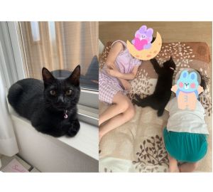 もも（秋田市）ももが我が家に来てくれて、2ヶ月が経ちました！来た時からすぐに甘えん坊ぶりを発揮してくれて、家族みんなに可愛がられています☆毎日たくさん遊んで元気いっぱいで、人のお膝や抱っこが大好きな女の子ですそしてスヤスヤ眠る姿がかわいくて、みんなの癒しですこれからも元気でスクスク育ってね。素敵なご縁をありがとうございました！