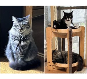 ひめ（北秋田市）ひめちゃんが来てくれて１年になりました。相変わらず先住猫にウー、シャーいわれてますが、けんかしたことはありません。唯一のスキンシップは、ごはん待ち時のニャンプロです。運動神経がよくて、賢くて、かわいい子をありがとうございました。