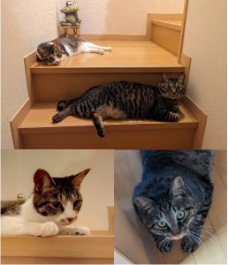 ワラ・ムギ（秋田市）我が家に来て1年。おかげさまで、元気に大きくなりました。