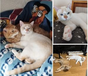 なつ・くぅ（横手市）なつがやってきて1年が経ちました。真っ白だった毛色は大きくなるにつれ耳、顔、尻尾が茶色になり、先住猫くぅにもどことなく似てきました。くぅに「遊んで遊んで～」と絡んでは教育されているなつです。べったりとはいきませんが、時々仲良くしながらのんびり暮らしています。