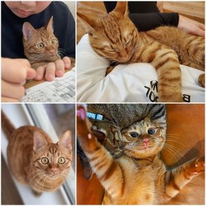 ゲン（秋田市）茶トラのゲンちゃんをお迎えして１年。キジトラお兄ちゃんと一緒にニャルソックやプロレスしたり、家族にスリスリ攻撃したりと、ますます甘え上手の愛され上手で可愛くて仕方ない毎日です。素敵なご縁を繋いで頂き本当にありがとうございました♪