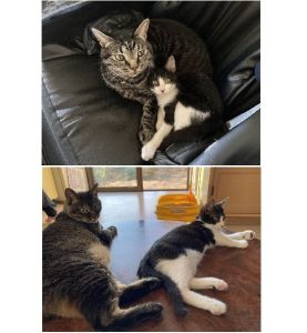 サン（美郷町）ハチちゃん改め「サン」ちゃんです。先住猫さん二人とも仲良くなれてホットしています。毎日元気に走り回ってます。