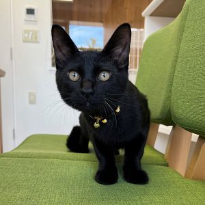 クロくん（大仙市）6月2日から家族になったクロくんです。毎日走り回ってやんちゃな男の子。すくすく大きくなり年齢4ヶ月を過ぎ、家にきた時より倍以上になりました。1ヶ月すぎた頃から不安なほど元気で（笑）びっくり状態でしたが、こちら側から猫ちゃんの個性を受け入れて慣れてきました（笑）笑いと癒しをくれるクロくんはたいせつな家族です。今日はワンニャピアにマイクロチップ装着に来ていますが、お出かけするのがワクチン接種以来２回目。静かで小心猫ちゃんです。