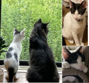 クゥー（大仙市)小さかったクゥーも、よく食べ元気に成長中です。側に来ると足元で喉を鳴らしコロンと寝て甘えてきます。イタズラっ子ですが可愛くて仕方がないです。このご縁に感謝します。