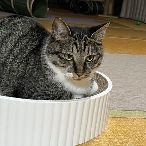 チョン吉（秋田市）おしゃべりで、食べるより撫でられる方が好きな猫