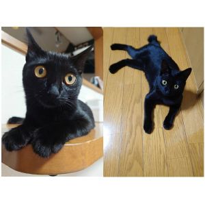メルル（横手市）我が家に来て２ヶ月、おてんば姫に育っています。癒しと元気を与えてくれるお姫様、毎日元気満点でかわいいです。素敵な出会いをありがとうございます。
