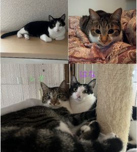 はな・レオ（由利本荘市）2匹とも、元気いっぱいでとても仲良しです。