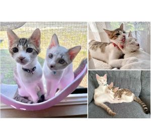 ムーン・イヴ（男鹿市）6月18日に家族に仲間入りしました！お迎えした時から猫風邪を繰り返して大変でしたが完治し、先日ワクチン1回目が無事に完了しました。家にもすっかり慣れて2匹ともやんちゃでとっても甘えん坊です。おっとりマイペースなムーンと、好奇心旺盛で食いしん坊なイヴ、これからもよろしくね ♪