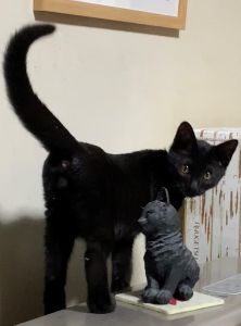 露伴（羽後町）初めて伺った譲渡会でロックオンされてしまった黒猫の男の子。露伴(ろはん)と名付けました。お迎えしてすぐに私たちに懐いてくれて、今では音で分かるのか、私が帰宅するとリビングのドアの前で待ち構えていて迎えてくれます。仕事に行くのが嫌になるほど、この子との時間は本当に幸せに溢れています。露伴とのご縁とこの子の命に関わってくださったお一人お一人に心より感謝します。本当にありがとうございます。