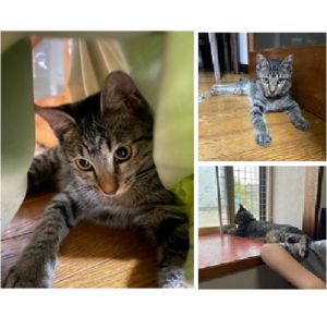 にこ（由利本荘市）にこは、毎日元気に食べて遊んで寝て過ごしています。家族、環境にもすっかり慣れ、たまにイタズラもしますが、家族皆んなで温かく成長を見守っています。遊ぶのが大好きで子供たちが遊んでくれるので、にこ自身も兄弟と思ってるようで仲良しです。学校から帰ってくると喜んで寄ってきます。これからもにこの成長を見守っていきたいと思います。