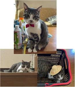 みかん(三種町）みかんが来てからあっという間の一年毎日、家の中を自由に散策し、窓からパトロール。家族もみんな幸せをもらっています。良い出会い、ありがとうございました。大切に育てます！
