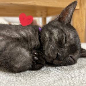 キキ（秋田市）6/20に譲渡していただきました。先住猫ともすぐに打ち解け、毎日追いかけっこをしたり、一緒にニャルソックをしています。たくさん食べ、たくさん寝てすくすく成長中です。つい先日痙攣を起こし、てんかんの疑いがあり様子観察中ですが、今のところ再発作なく経過し元気に過ごしています。どんな個性があっても、家族の一員として大切に育てていきます。