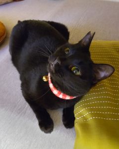 残暑お見舞い申し上げます.譲渡から1年が経ちました。毎日癒やされている状態です。これからも大切に一緒に暮らして行きます