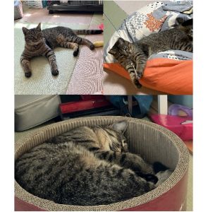 すーさん（潟上市）猫は元気に過ごしております。少し前にようやく撫でれるようになり、今はコロンと横になり、撫でをせがむようになりました(^^)まだ膝に乗せて抱っこ等はできず。爪切りもできておらず、9月のワクチンまで何とかもう少し距離を縮めたいなって思ってます。たくさんおもちゃで遊んで、ご飯も好き嫌いなく食べ（食欲旺盛！）トイレも失敗なく、大きなイタズラもせず、とってもいい子ちゃんで家族全員メロメロです(*^^*)
