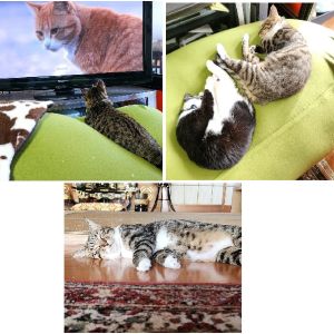 びびまる（秋田市） とにかく元気が溢れまくっております！家中を走りまくり 興味あるもの全てにちょっかいを出しては時々怒られての騒がしい毎日を送っています。かわいいあと！食欲がもの凄いです笑 底なし胃袋持ちのようで‥ ご飯管理をしっかり行っていきたいと思います！