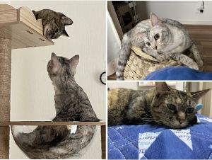 エマ・マヤ（秋田市）我が家の家族になってから、エマは2年マヤは1年が経ちました。とても暑かったこの夏もいっぱいご飯をたべ、走り回り、2人ともとても元気です。そんな2人を見ていられる毎日に幸せを感じています。