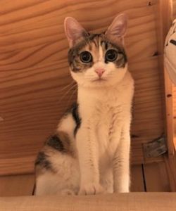 分（ぶん）ちゃん（秋田市）１年になりました！分ちゃんと呼ぶと答えてくれるし、私が帰ってくると、出窓で待っててくれる賢い我が娘(^^)寝る時は寝室に猫じゃらしをベッドに２本持ってくるほど猫じゃらし好き！１年に１回(私達家族が決めた)血液検査では、異常なし！このまま病気せず、長生きしてネ(〃ω〃)
