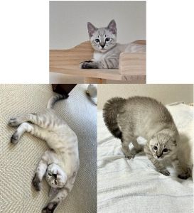 ふくまる(秋田市）ふくまるを迎えて２ヶ月が経とうとしています。先日、２回目のワクチン接種をおえ、本日マイクロチップ手続きが完了しました。元気に成長中です。やんのかステップもだいぶ様になってきました。ふくまるが来てくれて家族の笑顔が増えました。良いご縁を頂きまして、ありがとうございます。