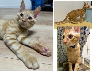 帆立（秋田市）家族、環境にもすっかり慣れ、元気いっぱい甘えん坊茶トラくんです！身体も順調に大きくなり、よく食べ、活発に遊んでいます！日々、プチ事件を起こしてくれますが…（笑）これからも大切に、愛情をたっぷり注ぎながら、成長を見守っていきます。素敵な出会いを、ありがとうございました！