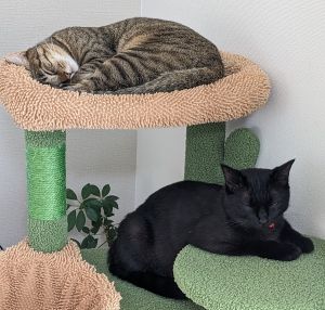 みく・にこ（横手市）みくを迎えて１年、にこを迎えてまもなく２ヶ月経ちます。２匹とも人懐っこく、初対面の人にも擦り寄っていきます。猫同士は先輩みくが控えめで、にこはグイグイみくのごはんも奪って食べます。毎日ケンカもするけど、先輩のマネして付いていく姿がかわいくてたまりません。みくとにこに毎日癒やしてもらって感謝です！