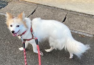 シロ（秋田市）シロさんが家に来て2ヶ月が過ぎました。ケージからなかなか出てきてくれないシロさんですが、お散歩の時とおやつを貰う時は呼ばなくても出てくるようになりました。時間がかかってもここが安心できる住処だと伝えていくつもりです。