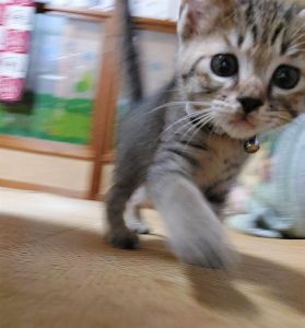 寅吉（横手市）我が家に来て､まもなく２ヶ月になります｡来た日から物怖じする事なく走り回り､元気にすくすく成長しています｡のどをゴロゴロならしてスリスリしてくるところがたまりません♪寅吉に巡り会えて､本当に良かったです｡