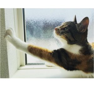 いと（秋田市）いとちゃんが家族になり早2年。いとちゃんと出会ってからは毎日が楽しく、月日が流れるのが早く感じます。元気に健康に成長してくれてありがとう。とっても可愛くて、時には笑わせてくれて毎日癒されてます。これからも楽しく元気に暮らしていこうね。