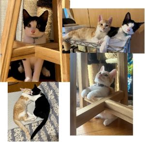 アロ君・メリアちゃん（秋田市）譲渡していただいてから２か月が経ちました。毎日が運動会です！ハチワレのアロ君はさみしがり屋の甘えん坊で抱っこが大好き。茶トラのメリアちゃんはマイペースのツンデレ系。何するにも一緒です。来月に去勢・避妊手術予定です。ご飯もたくさん食べて元気に育って体も大きくなり、毎日楽しい日々を過ごしております。譲渡主様、いぬ・ねこネットワークの皆様。本当にありがとうございました。