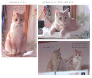 ラテ・モカ（にかほ市）ラテ・モカ君がうちに来て早いもので、1年になります。特に病気もせず、最近はケージに入らず、家中を走り回り、元気に追いかけっこしています。段ボールが大好きなラテ・モカ君、これからも兄弟仲良く元気で、楽しく過ごそうね。