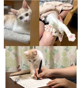 テン丸（横手市）テンちゃんが家に来てくれて、あっという間に2ヶ月経ちました。毎日元気いっぱい遊び、よく食べ寝て、すくすくと育っています。家族の会話や笑顔も増え、実家や子供のお友達にもテンちゃんファンが沢山できました。譲渡主様、犬猫ネットワークの皆様、本当にありがとうございました。
