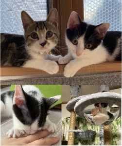 ココア（由利本荘市）ココアが、うちにきて1ヶ月が経とうとしています。先住猫とは生まれも５日違いでココアがお姉さん。姉妹のように、いっぱい遊んで、食べて、寝るのも一緒。甘えん坊で指をちゅぱちゅぱしながら寝たり、少しずつ新しい環境に慣れてきました。この出会いに感謝しています。ありがとうございます。