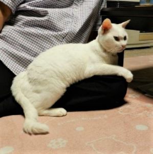 うめ（大館市）最近のうめは、自分の食事が済むと膝の上に上がってきます。16歳です。