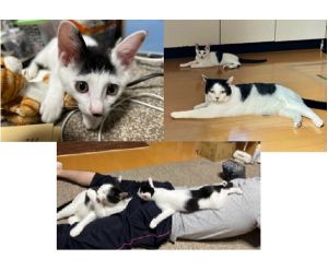 おにぎり（大仙市）横手の譲渡会から早いもので2ヶ月経過しました。ワクチン、マイクロチップも済ませました。14歳の先住犬を日々観察し、7歳イケオジ先住猫のまねっこばかりして後を追いかけているので、少々煙たがられていますが、おにぎりの運動に付き合わされているイケオジはたるみも解消されハツラツとしてきました。ご飯大好き、お風呂場で遊ぶの大好き、人の背後から忍び寄りよじ登って肩に乗るの大好き、毎日がパルクール！とてつもなく賑やかです。天真爛漫とはまさにこのことですね笑素敵な出逢いをありがとうございました！