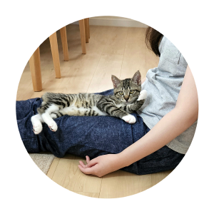 メル（大館市）色々なものに興味津々、家族全員と仲良しになり、あっちの部屋、こっちの部屋と、遊びに行く場所がたくさんです！