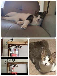 げん（由利本荘市）げんが我が家に来て１年が経ちました！病気することなく元気に過ごしています体重も４キロをほぼキープしていますそんなにガツガツ食べるタイプではないのでチュールなどの液体も総合栄養食に変えたりしていますげんが行きたいところに自由に行けるようにペットドアを付けたり脱走しないように窓に柵を付けたり色々工夫しています！最近は私のお気に入りソファーを誰が座るか戦争です(笑)ちょっとした隙にとられます(笑)ご縁に感謝します～