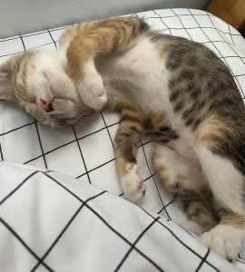 ミラ（横手市）先住犬の武蔵とも、お互いにちょっかいを出しつつも仲良しです♪元気いっぱいの女の子！